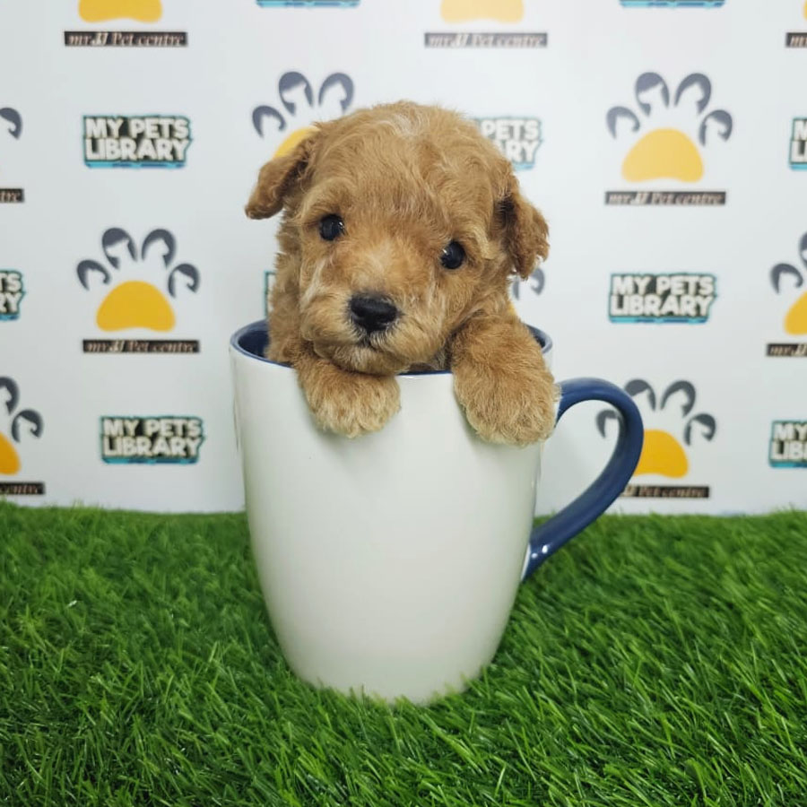 Teacup Poodle Puppy (Male) For Sale