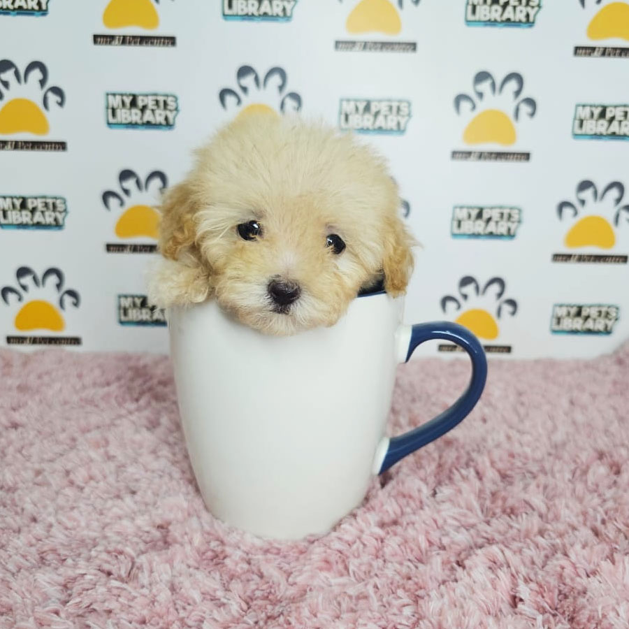 Teacup Poodle Puppy (Female) For Sale
