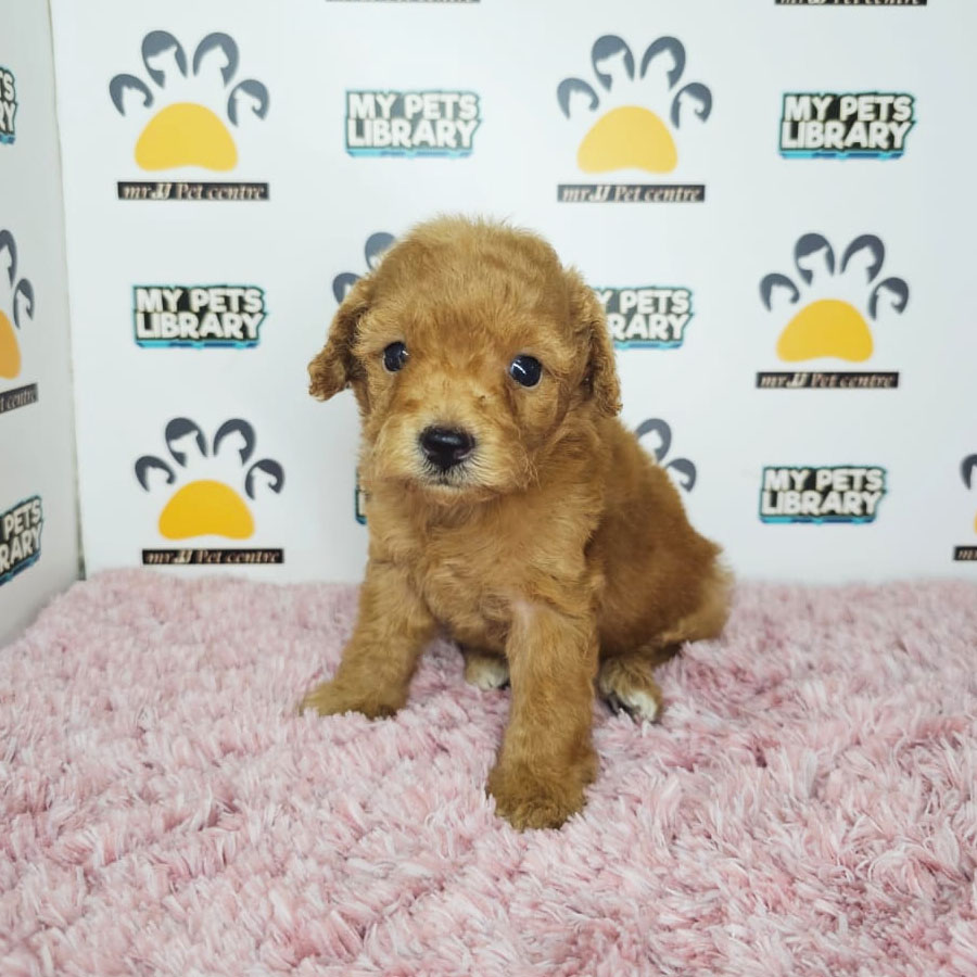 Tiny Poodle Puppy (Female) For Sale