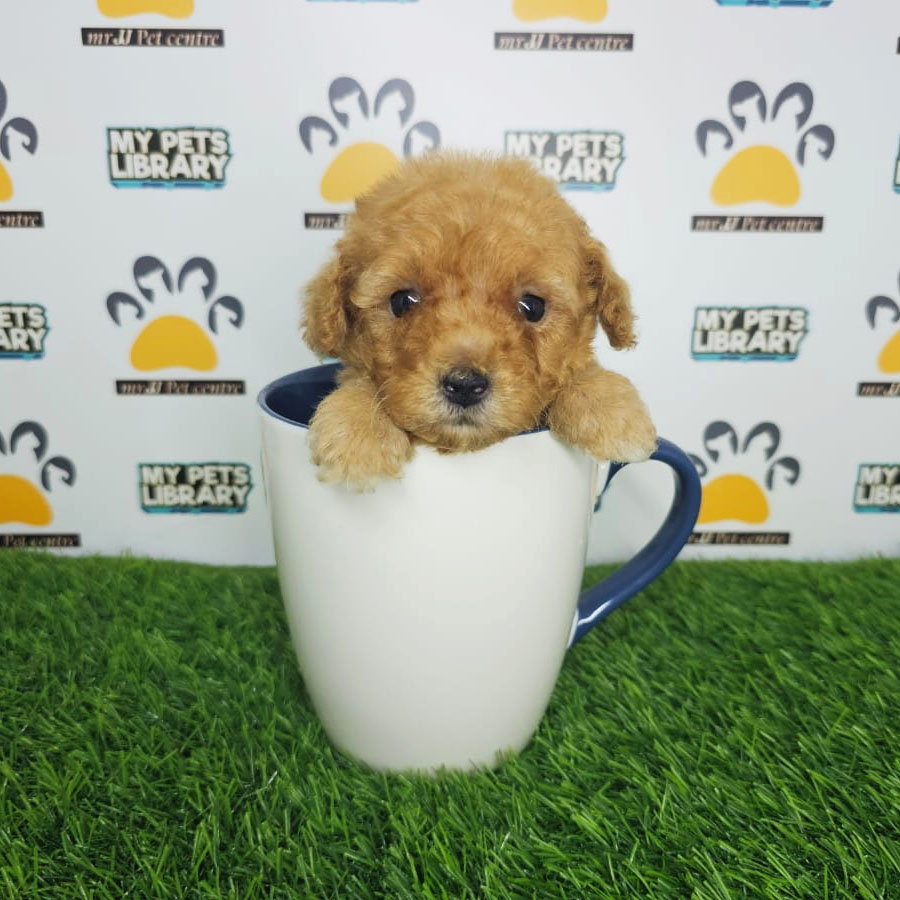 Teacup Poodle Puppy (Male) For Sale
