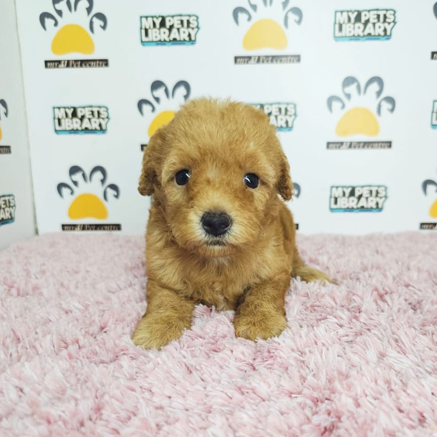 Tiny Poodle Puppy (Female) For Sale