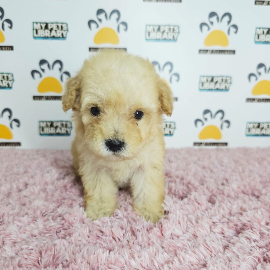 Tiny Poodle Puppy (Female) For Sale