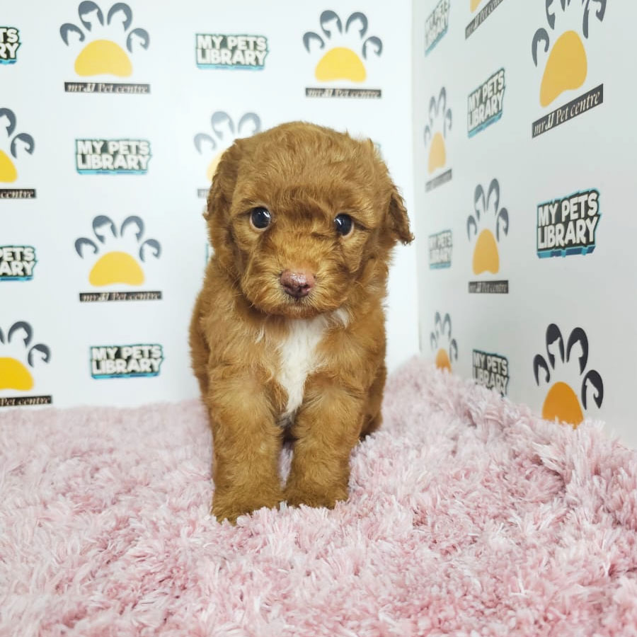 Toy Poodle Puppy (Female) For Sale