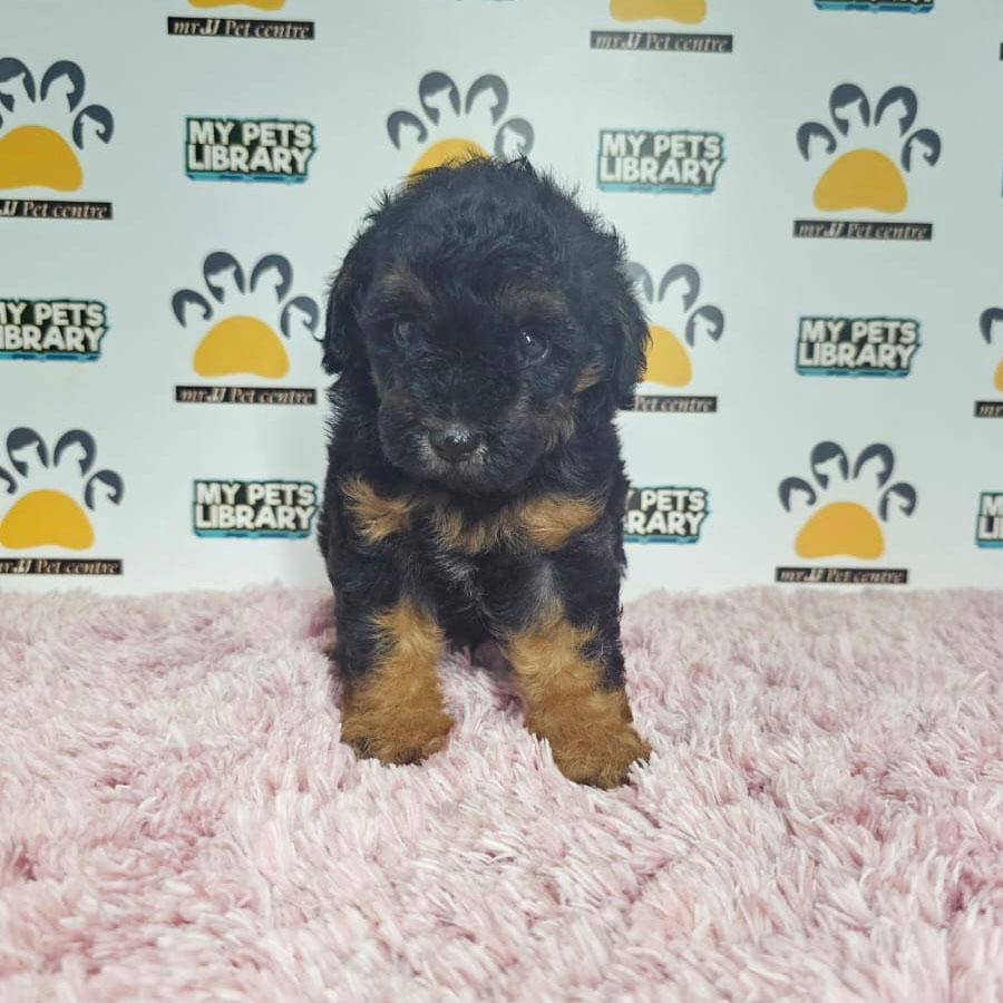 Toy Poodle Puppy (Female) For Sale
