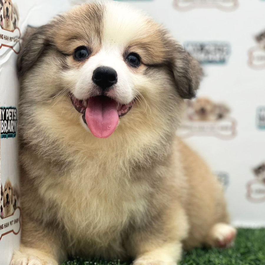 Welch Corgi Puppy (Female) For Sale