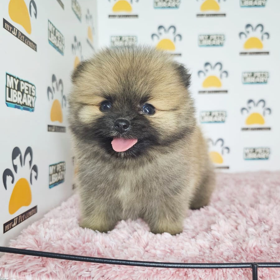 Teacup Pomeranian Puppy (Female) For Sale