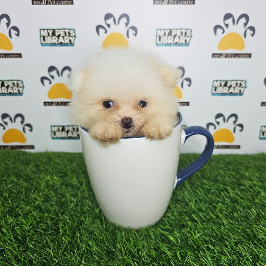 Teacup Pomeranian Puppy (Male) For Sale