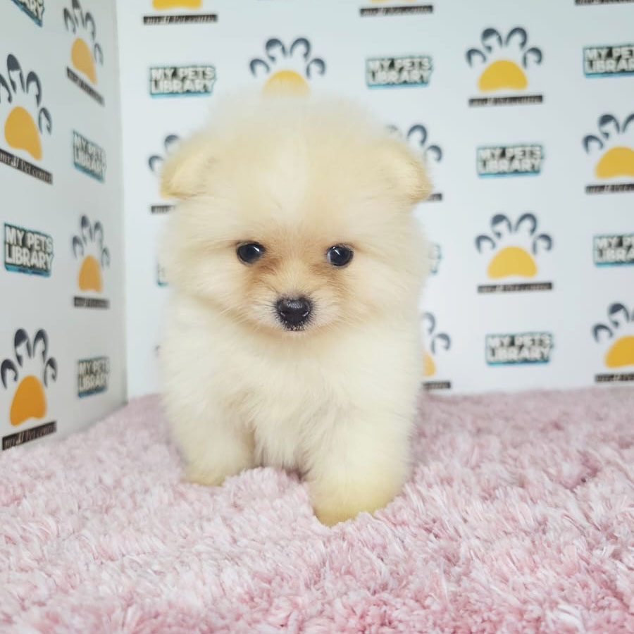 Teacup Pomeranian Puppy (Female) For Sale