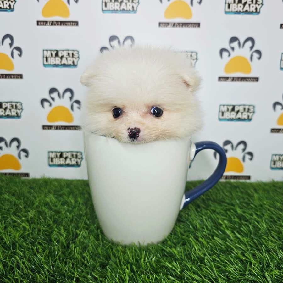 Teacup Pomeranian Puppy (Male) For Sale