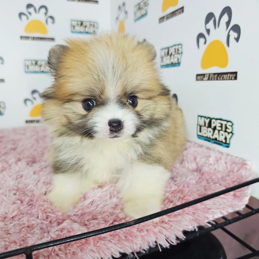 Tiny Pomeranian Puppy (Female) For Sale
