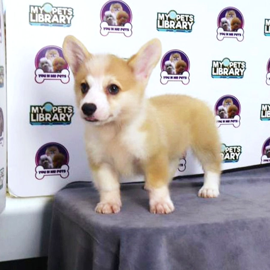 Welsh Corgi Puppy (Male) For Sale