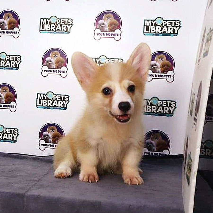 Welsh Corgi Puppy (Male) For Sale