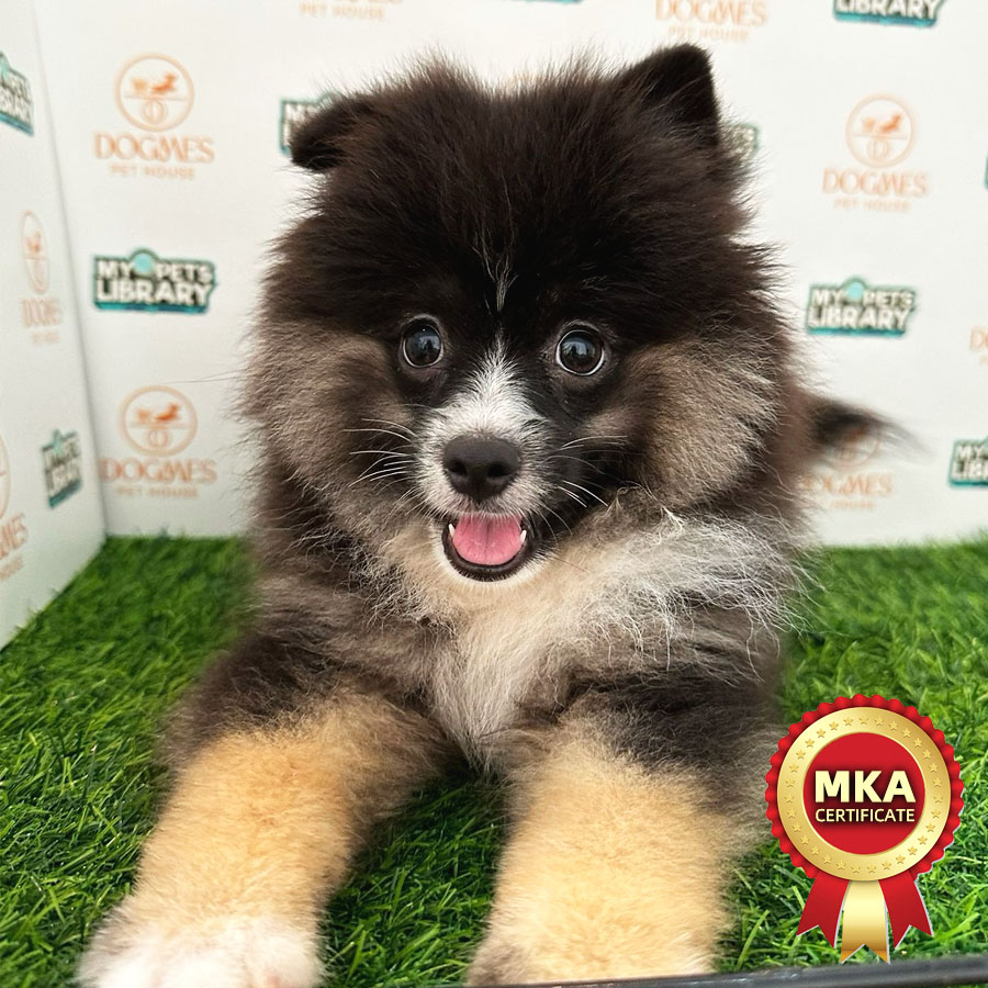 MKA Tiny Pomeranian Puppy (Male) For Sale