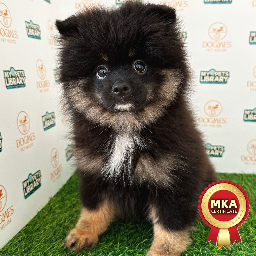 MKA Tiny Pomeranian Puppy (Male) For Sale