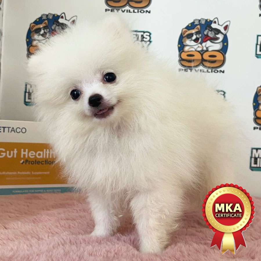 MKA Tiny Pomeranian Puppy (Male) For Sale