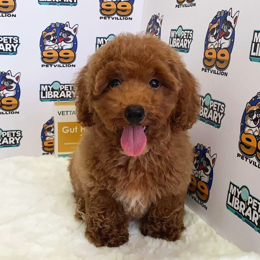 Toy Poodle Puppy (Male) For Sale
