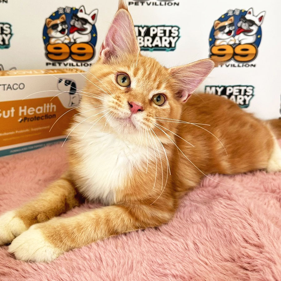 Maine Coon Kitten (Male) For Sale