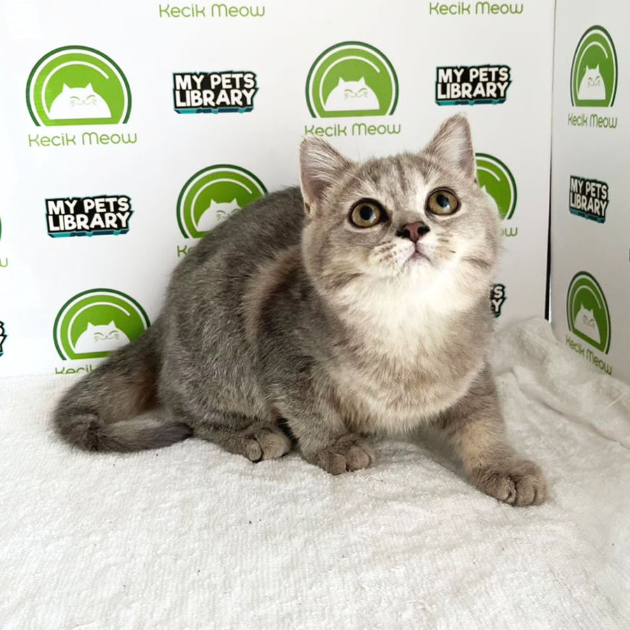 British Shorthair Kitten (Female) For Sale