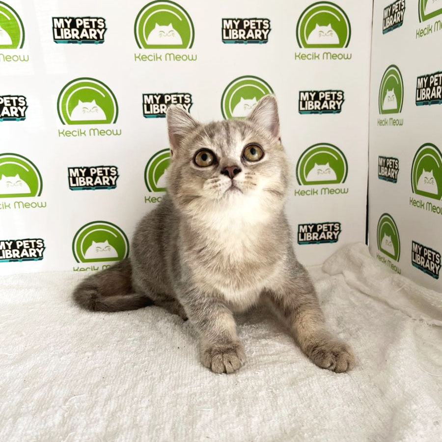 British Shorthair Kitten (Male) For Sale