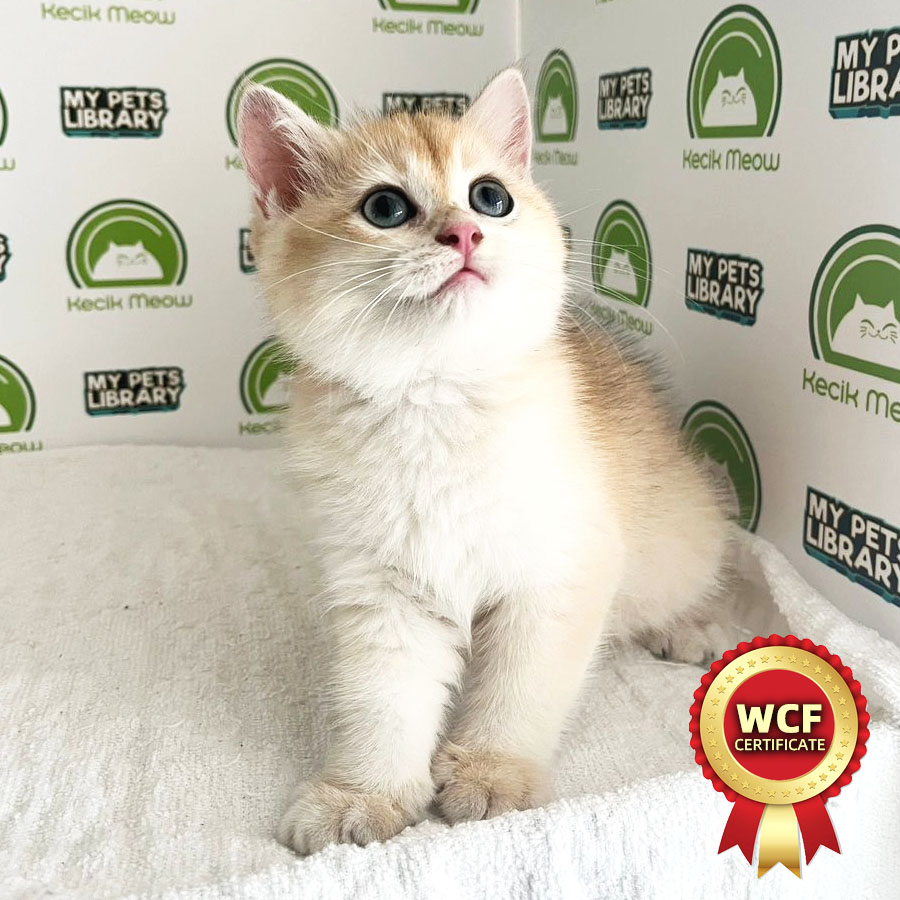 WCF British Shorthair Kitten (Female) For Sale