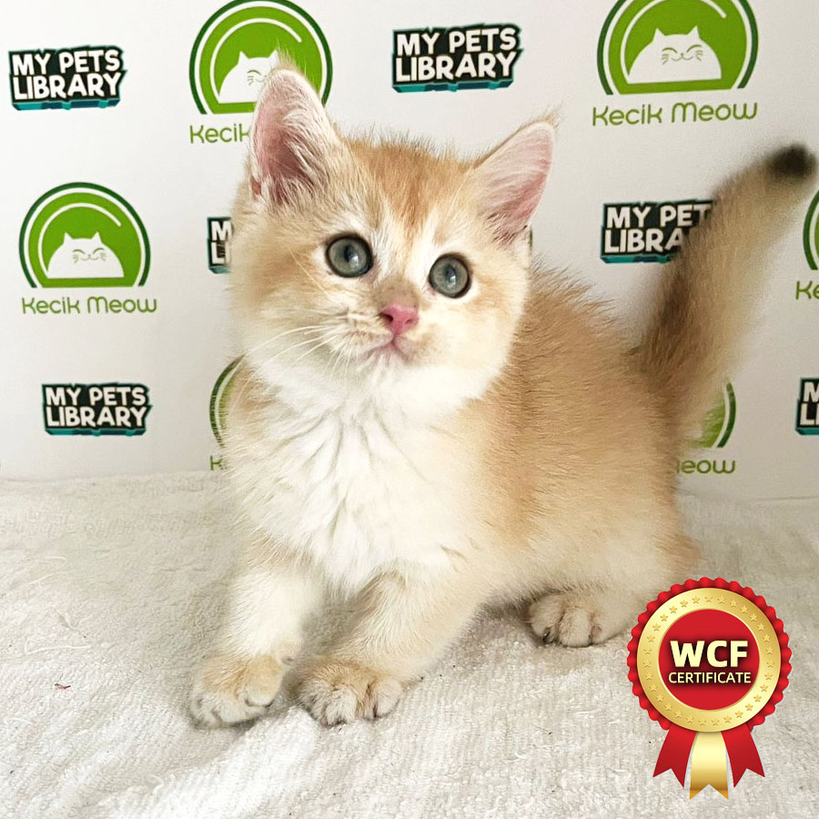 WCF British Shorthair Kitten (Male) For Sale