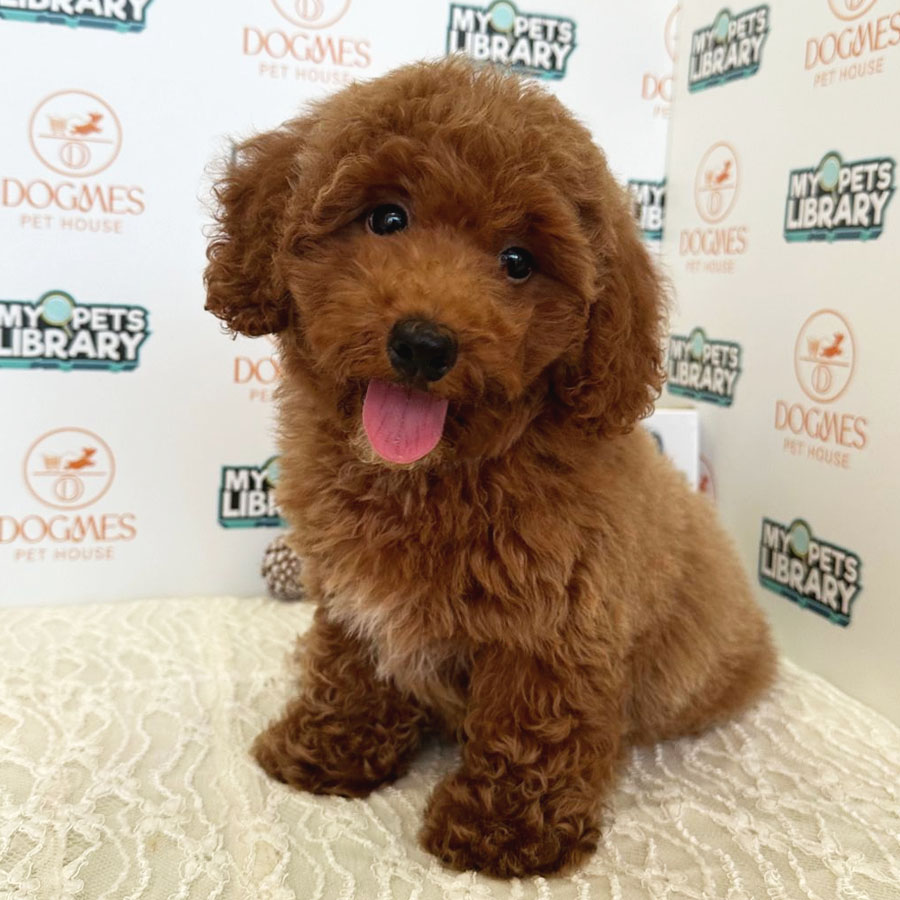 Toy Poodle Puppy (Male) For Sale