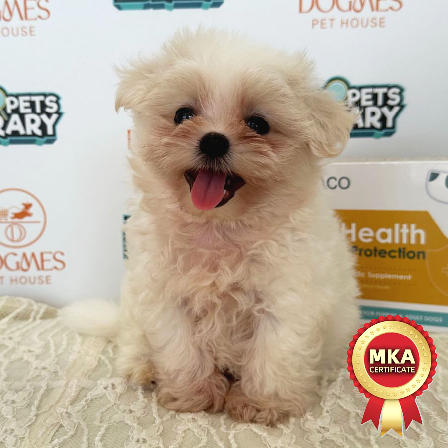 MKA Tiny Maltese Puppy (Female) For Sale