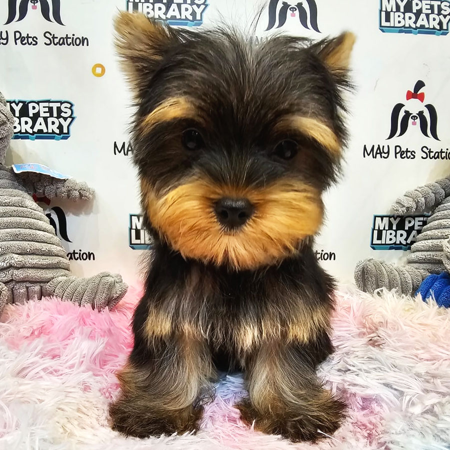 Yorkshire Terrier Puppy (Male) For Sale