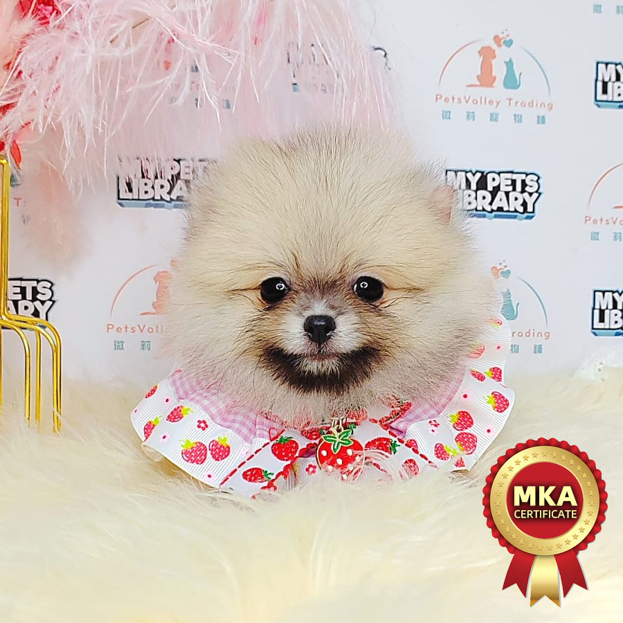 MKA Pomeranian Puppy (Male) For Sale