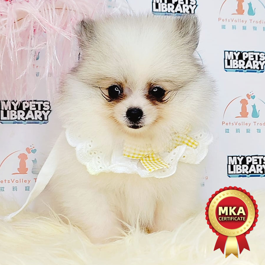 MKA Pomeranian Puppy (Female) For Sale