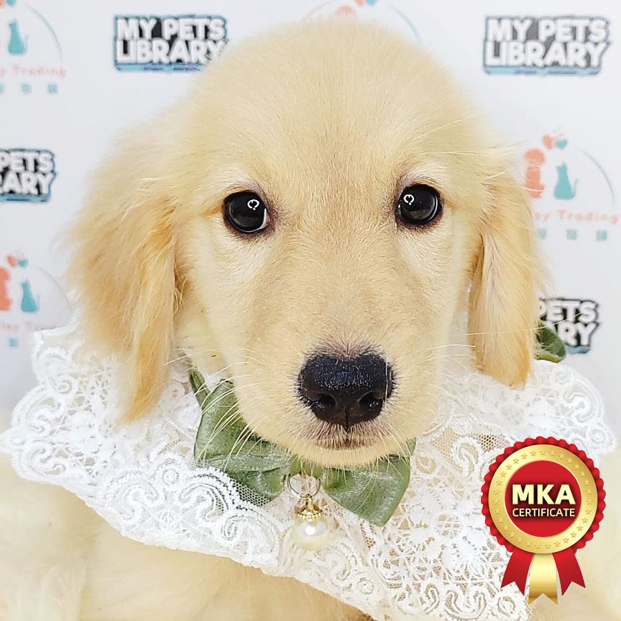 MKA Golden Retriever Puppy (Female) For Sale