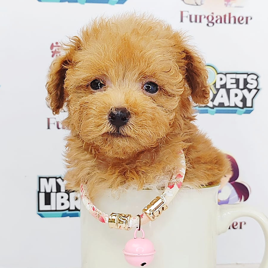 Tiny Poodle Puppy (Female) For Sale