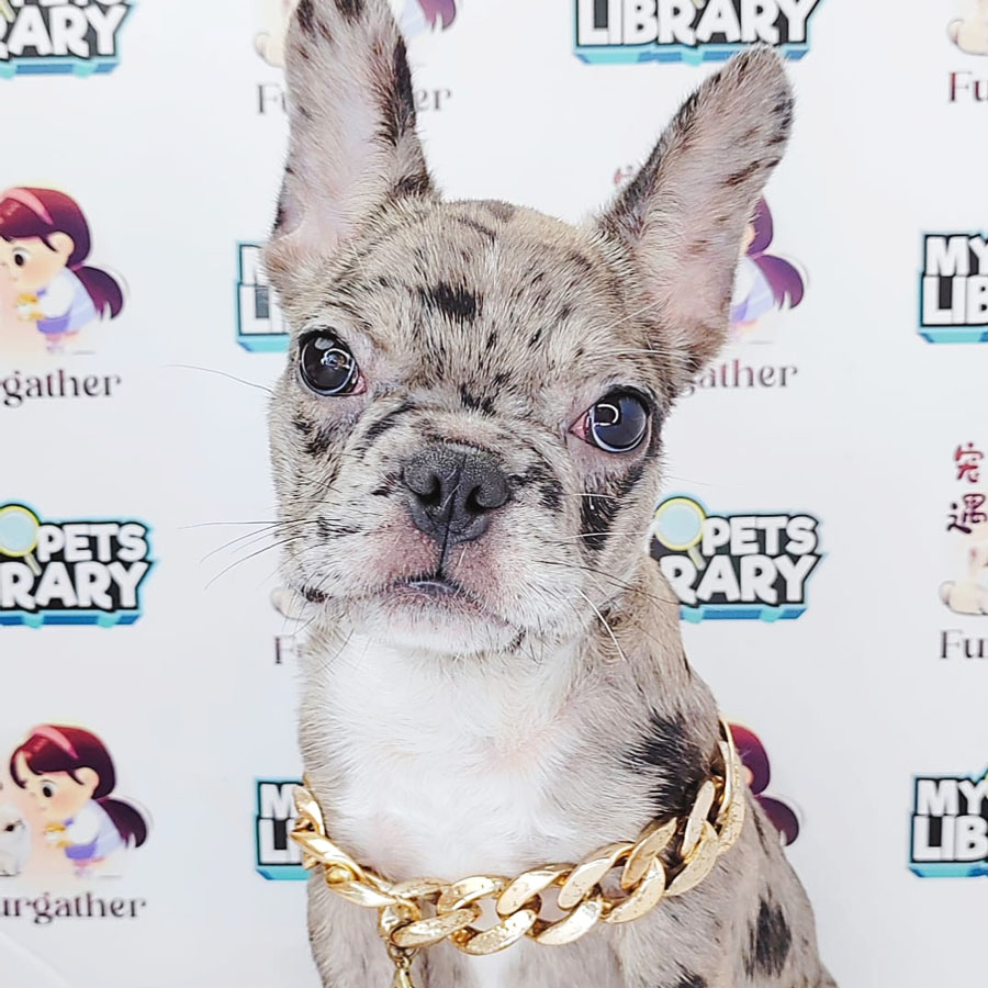 French Bulldog Puppy (Female) For Sale