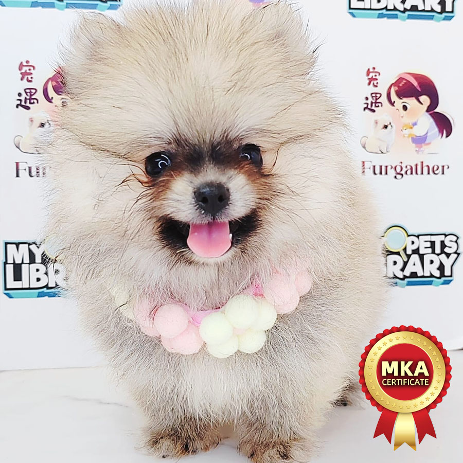 MKA Pomeranian Puppy (Male) For Sale