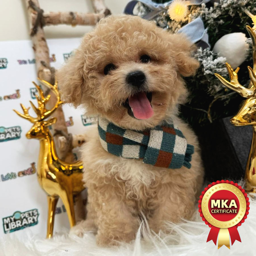 MKA Toy Poodle Puppy (Female) For Sale