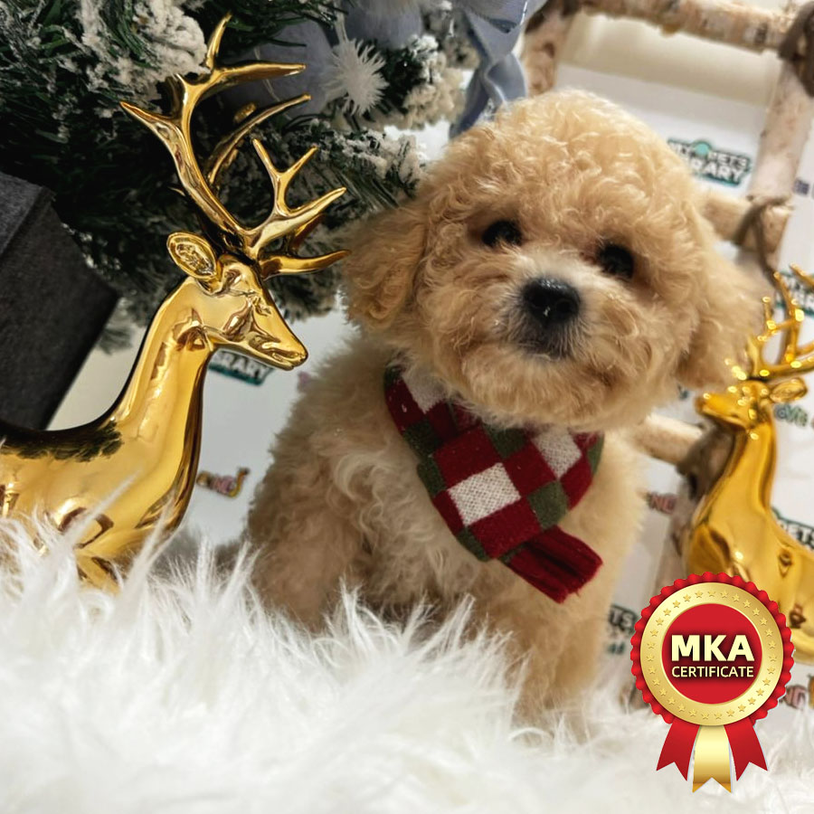 MKA Toy Poodle Puppy (Female) For Sale