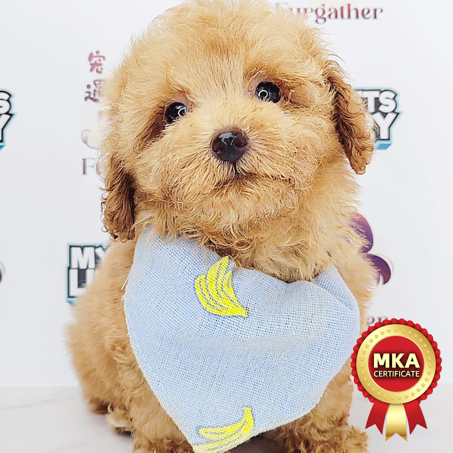 MKA Tiny Poodle Puppy (Male) For Sale