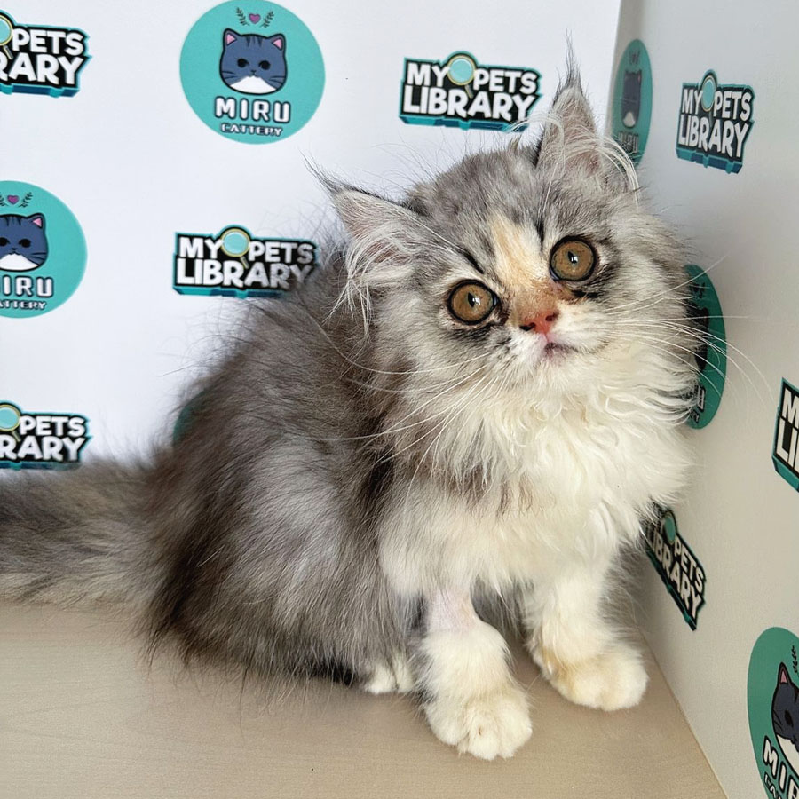 Persian Kitten (Female) For Sale