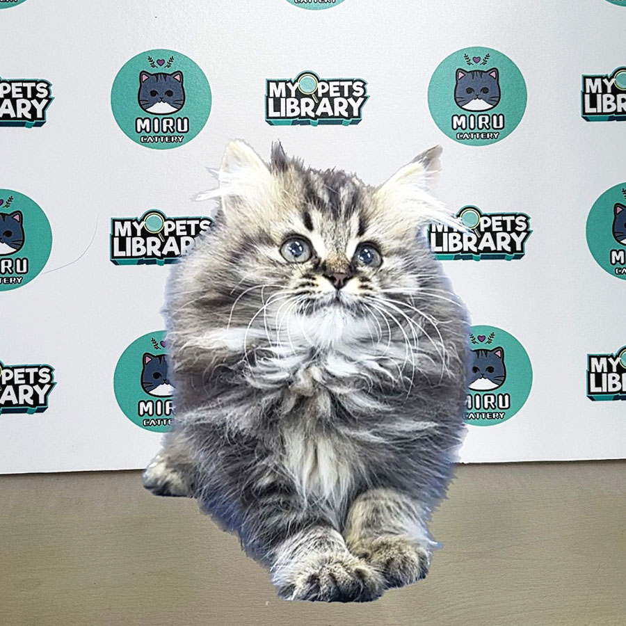 Persian Kitten (Male) For Sale