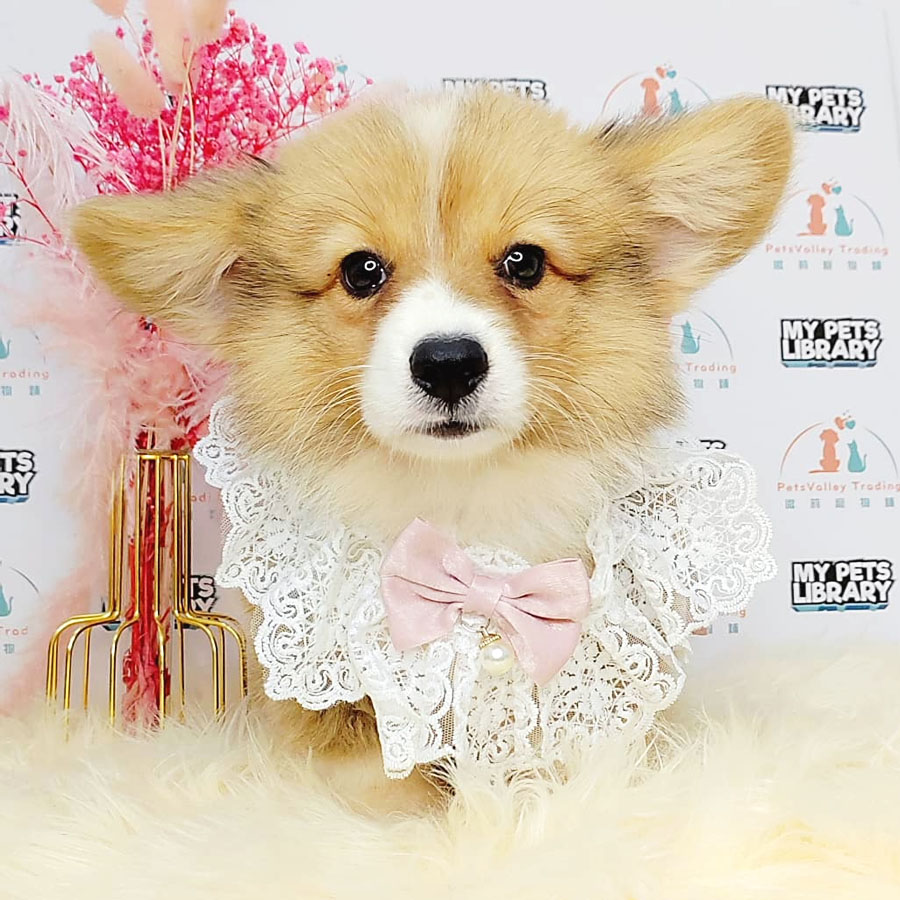 Welsh Corgi Puppy (Male) For Sale