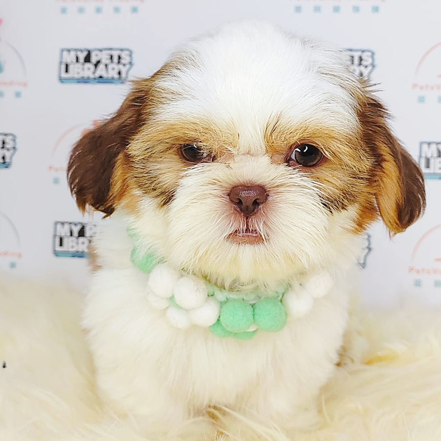 Shih Tzu Puppy (Male) For Sale