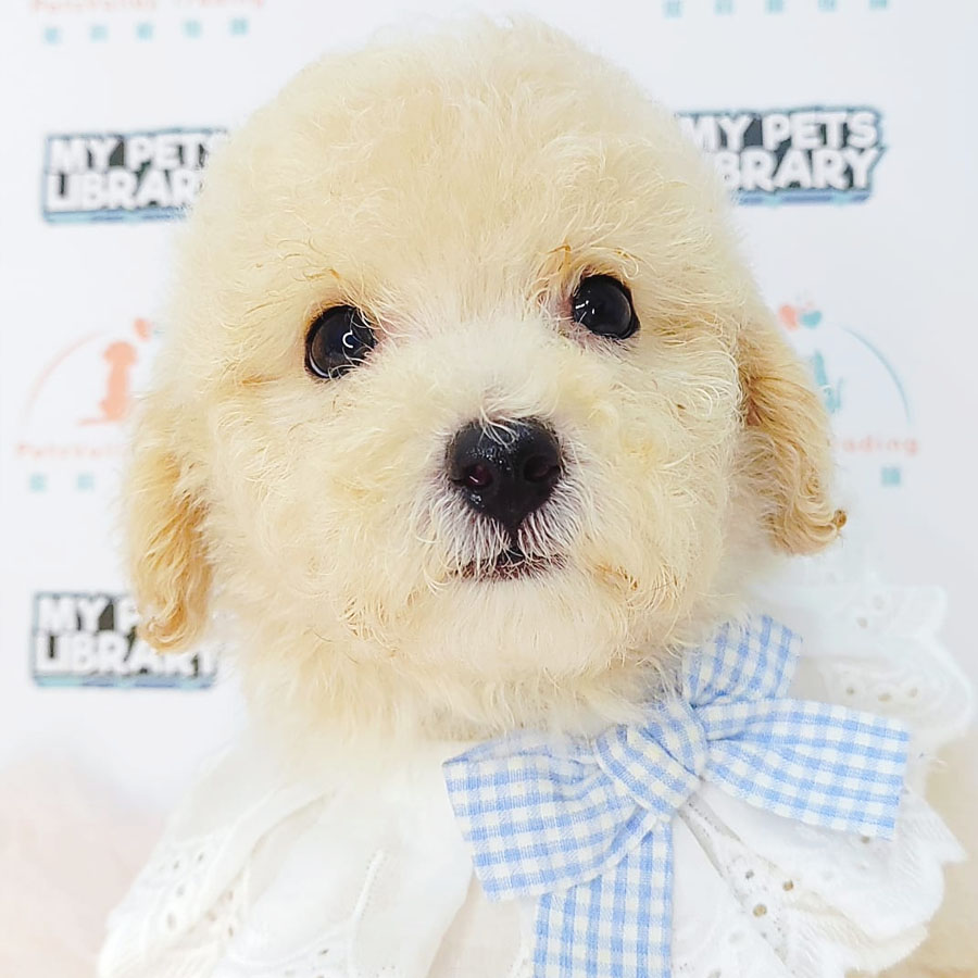Tiny Poodle Puppy (Male) For Sale
