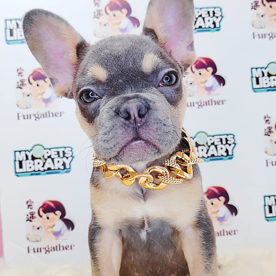 French Bulldog Puppy (Male) For Sale