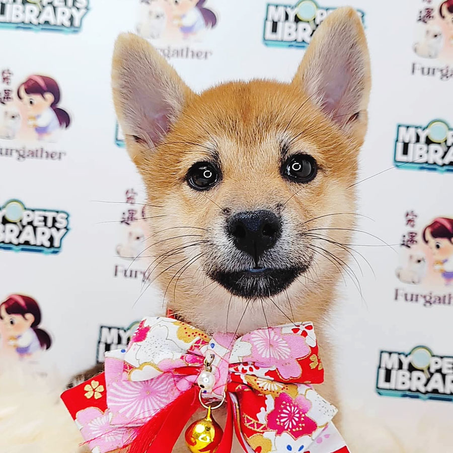 Shiba Inu Puppy (Female) For Sale