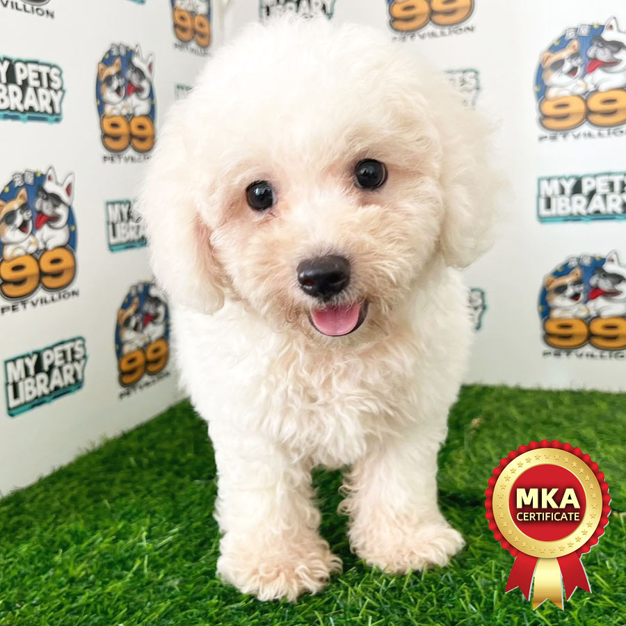 MKA Toy Poodle Puppy (Male) For Sale