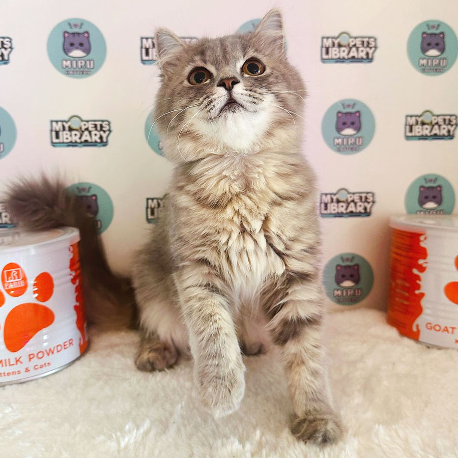 Turkish Angora Persian Kitten (Female) For Sale