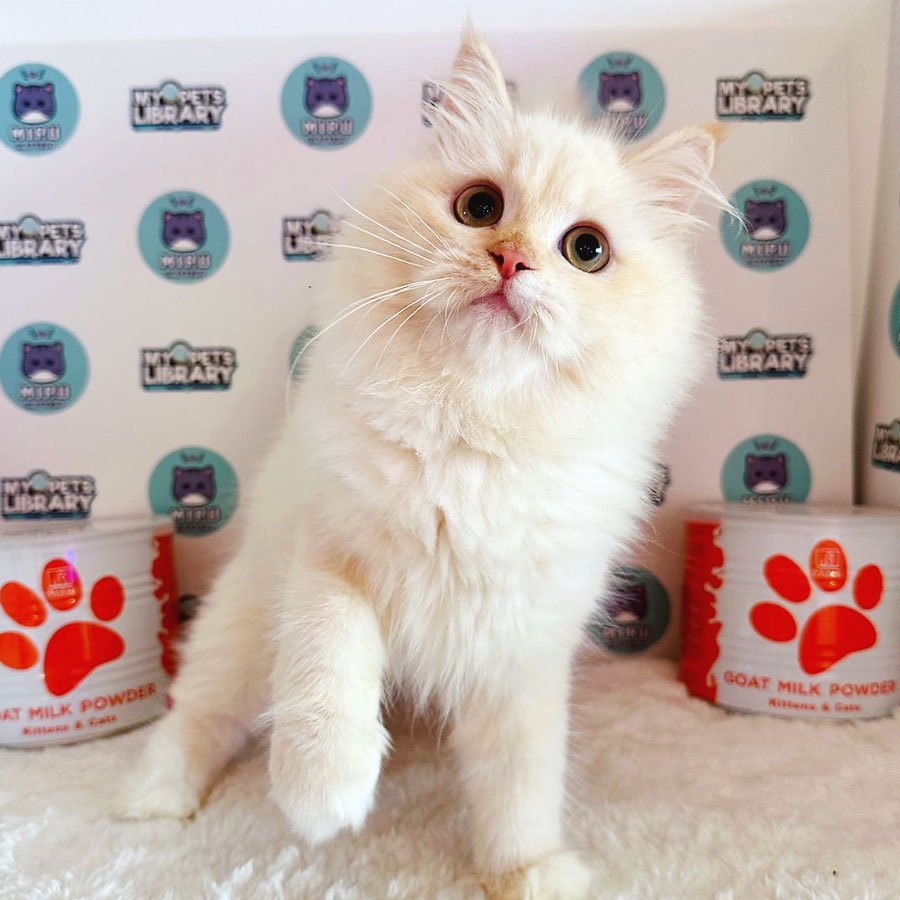 Persian Kitten (Female) For Sale