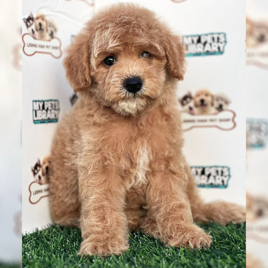 Mini Poodle Puppy (Male) For Sale