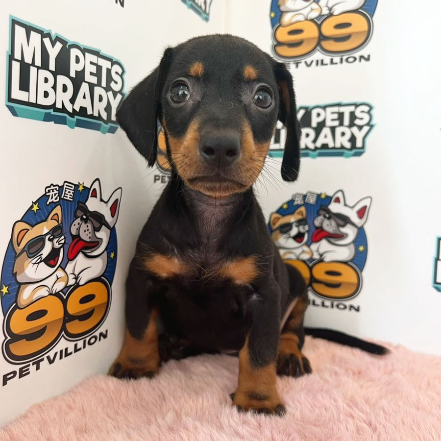 Miniature Dachshund Puppy (Male) For Sale