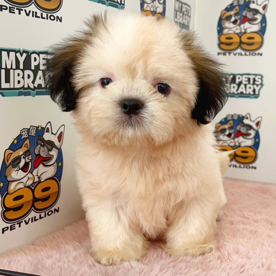 Shih Tzu Puppy (Male) For Sale